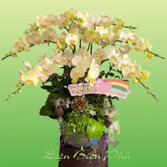 Chậu Lan Hồ Điệp 10 Cành Xanh Táo