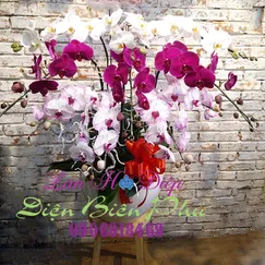 Chậu Lan Hồ Điệp 10 cành Hồng Chớp Tím Trắng