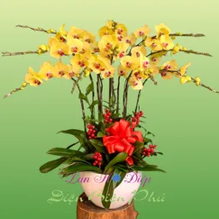 Chậu lan hồ điệp 10 cành vàng lưỡi đỏ