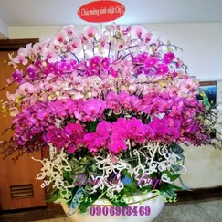 Chậu Lan Hồ Điệp 100 Cành Tim Hồng Trắng