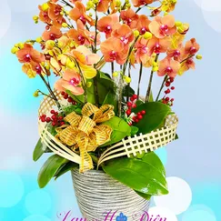 Chậu Lan Hồ Điệp 11 Cành Cam