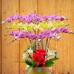 Chậu Lan Hồ Điệp 12 Cành Xanh Bơ Hồng Sọc