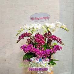 Chậu Lan Hồ Điệp 12 Cành Hồng Tím Trắng Mini
