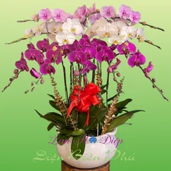 Chậu Lan Hồ Điệp 12 Cành Hồng Trắng Tím