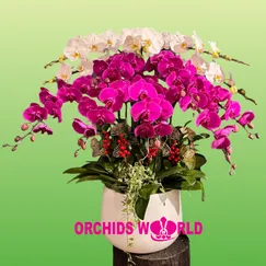 Chậu Lan Hồ Điệp 12 Cành Tím Trắng