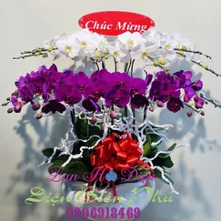 Chậu Lan Hồ Điệp 12 Cành Tím Trắng