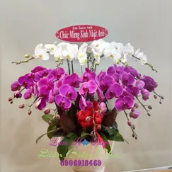 Chậu Lan Hồ Điệp 12 Cành Trắng Tím
