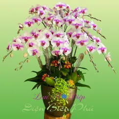 Chậu Lan Hồ Điệp 12 Cành Trắng Phớt Tím