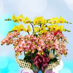 Chậu Lan Hồ Điệp 12 Cành Vàng Cam Mini