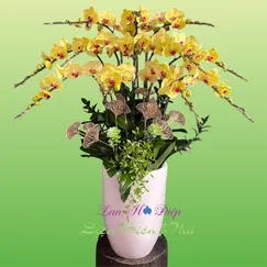 Chậu Lan Hồ Điệp 12 Cành Vàng Cao