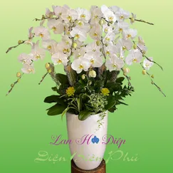 Chậu Lan Hồ Điệp 13 Cành Trắng
