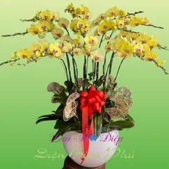Chậu Lan Hồ Điệp 13 Cành Vàng