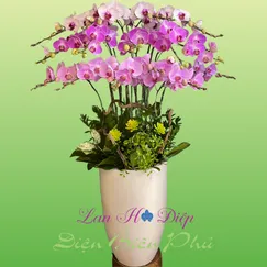 Chậu Lan Hồ Điệp 15 Cành 3 Màu