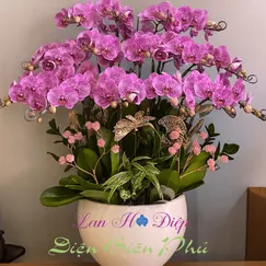 Chậu Lan Hồ Điệp 15 Cành Tím Đột Biến