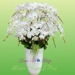 Chậu Lan Hồ Điệp 15 Cành Trắng
