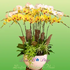 Chậu Lan Hồ Điệp 15 Cành Trắng Vàng