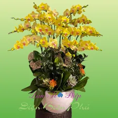 Chậu Lan Hồ Điệp 15 Cành Vàng