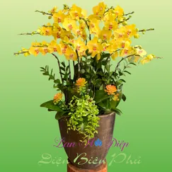 Chậu Lan Hồ Điệp 15 Cành Vàng Mai