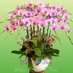 Chậu Lan Hồ Điệp 16 Cành Hồng Hoa Na