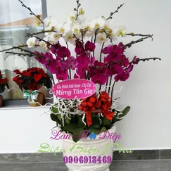 Chậu Lan Hồ Điệp 16 Cành Tím Trắng