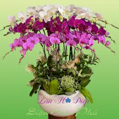 Chậu Lan Hồ Điệp 16 Cành Trắng Tím Hồng