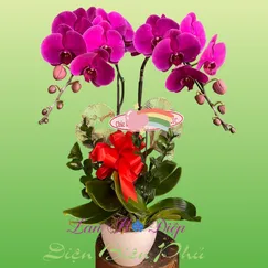 Chậu Lan Hồ Điệp 2 Cành Tím