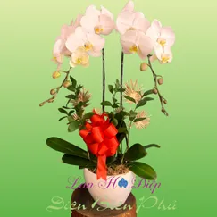 Chậu Lan Hồ Điệp 2 Cành Trắng Lưỡi Vàng
