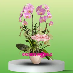 Chậu Lan Hồ Điệp 2 Cành Trắng Phớt Hồng