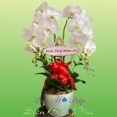 Chậu Lan Hồ Điệp 2 Cành Trắng