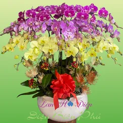 Chậu Lan Hồ Điệp 20 Cành Đột Biến 3 Màu