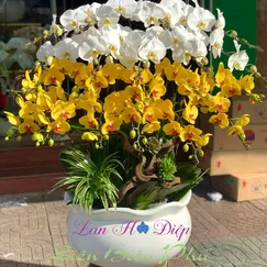 Chậu Lan Hồ Điệp 20 Cành Trắng Vàng Thần Tài