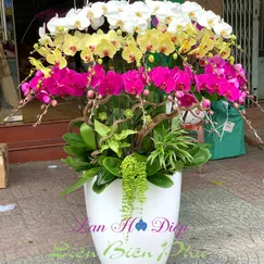 Chậu Lan Hồ Điệp 20 Cành Trắng Tím
