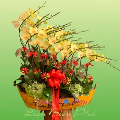 Chậu Lan Hồ Điệp 20 Cành Vàng Bơ