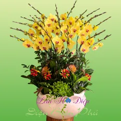 Chậu lan hồ điệp 20 cây vàng