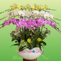 Chậu Lan Hồ Điệp 25 Cành Hồng Trắng Xanh Táo