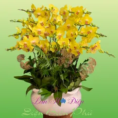 Chậu Lan Hồ Điệp 25 Cành Vàng Mai