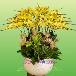 Chậu Lan Hồ Điệp 25 Cành Vàng