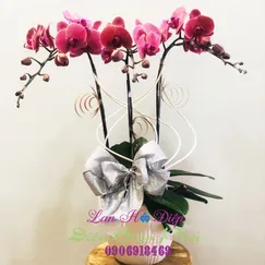 Chậu Lan Hồ Điệp 3 Cành Hồng Đột Biến