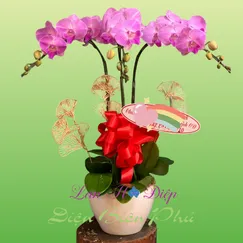 Chậu Lan Hồ Điệp 3 Cành Hồng Sọc