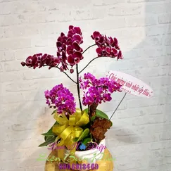 Chậu Lan Hồ Điệp 3 Cành Mini Hồng Tím Đột Biến