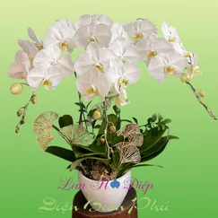 Chậu Lan Hồ Điệp 3 Cành Trắng
