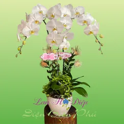 Chậu Lan Hồ Điệp 3 Cành Trắng