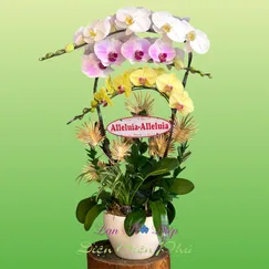 Chậu Lan Hồ Điệp 3 Cành Trắng Hồng Vàng