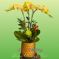 Chậu Lan Hồ Điệp 3 Cành Vàng