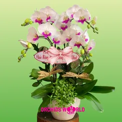 Chậu Lan Hồ Điệp 4 Cành Trắng Lưỡi Tím