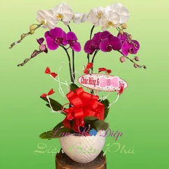 Chậu Lan Hồ Điệp Tím 4 Cành Trắng Tím