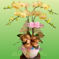 Chậu Lan Hồ Điệp 4 Cành Xanh Bơ