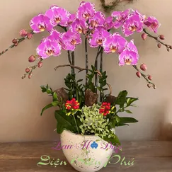 Chậu Lan Hồ Điệp 5 Cành Bản Đồ