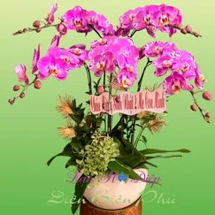 Chậu Lan Hồ Điệp 5 Cành Bản Đồ