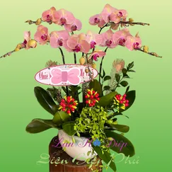 Chậu lan hồ điệp 5 cành cam